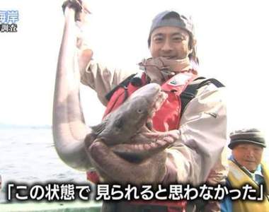《TOKIO捕獲活化石.皺鰓鯊》意外連結哥吉拉上陸東京灣的理由ww