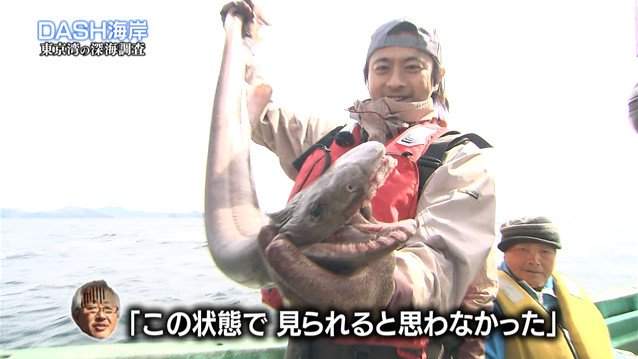 Tokio捕獲活化石 皺鰓鯊 意外連結哥吉拉上陸東京灣的理由ww