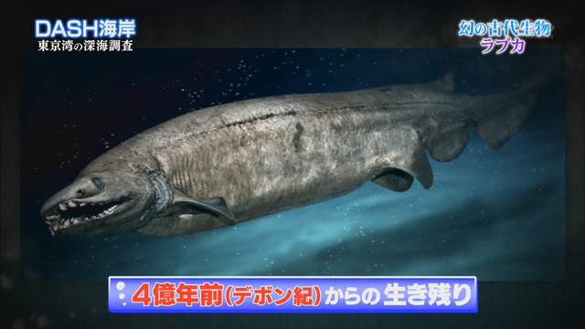Tokio捕獲活化石 皺鰓鯊 意外連結哥吉拉上陸東京灣的理由ww