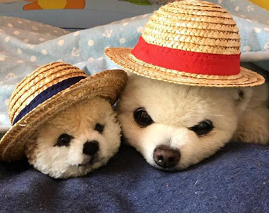 偶像博美狗狗《俊介君過世》相信那可愛的身影會繼續療癒者我們（淚）