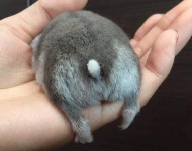 《新年倉鼠屁屁曬圖大賽》療癒度滿點的肥美臀部曲線大放送