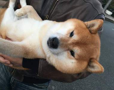 《萌萌》汪星人捕獲照不是想逃就是眼神死XD