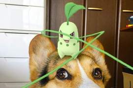 《Pokemon Go》金銀版更新 快來抓二代寶可夢 《Pokemon Go》金銀版更新 快來抓二代寶可夢