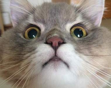 《泰國蓬鬆貓Bone》人家不胖人家只是骨架比較大（？）