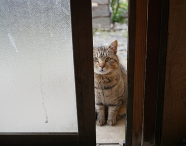 《貓咪帶你去哪裡?》大家有跟著貓咪去散步冒險的經驗嗎?