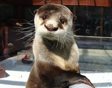 日本全國《水獺總選舉》結果出爐 逆轉勝奪冠的水獺卻已離開人世...