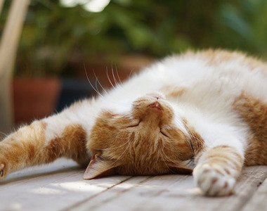 《古時候日本貓咪禁止進入高野山的原因》貓奴絕對很有同感（笑）