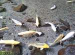 日本箱根《玉簾瀑布》(玉簾の滝)水清澈到魚就跟浮起來的一樣 日本箱根《玉簾瀑布》(玉簾の滝)水清澈到魚就跟浮起來的一樣
