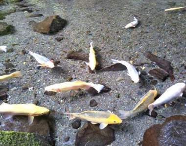 日本箱根《玉簾瀑布》（玉簾の滝）水清澈到魚就跟浮起來的一樣