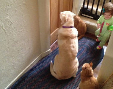 暖心愛犬《狗狗懂你》被狗狗關愛的那些瞬間