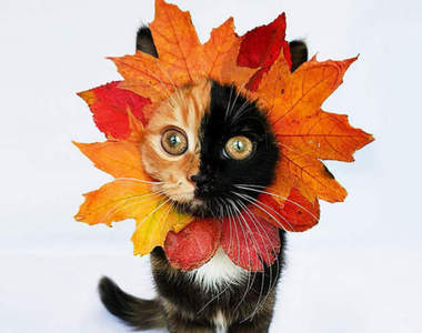 《雙面貓Yana》出生的時候墨水用完了嗎？（笑）