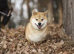 我家柴犬好像哪裡怪怪的《要汪星人給球卻變成握手了》.... 我家柴犬好像哪裡怪怪的《要汪星人給球卻變成握手了》....