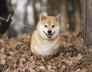我家柴犬好像哪裡怪怪的《要汪星人給球卻變成握手了》....
