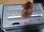 《碎紙機絞碎魷魚乾好好吃》雖然很想說不要玩食物..但海苔放進碎紙機好像很方便(咦) 《碎紙機絞碎魷魚乾好好吃》雖然很想說不要玩食物..但海苔放進碎紙機好像很方便(咦)