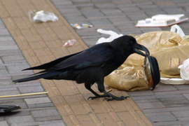 《超天才烏鴉對策》每天跟烏鴉打招呼就不會來亂翻垃圾嗎？