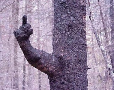 《生命力驚人的樹》他們的字典裡真的沒有放棄