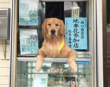 日本《香菸店狗老闆》再+1　現在都流行讓毛小孩賣香菸嗎？（誤）