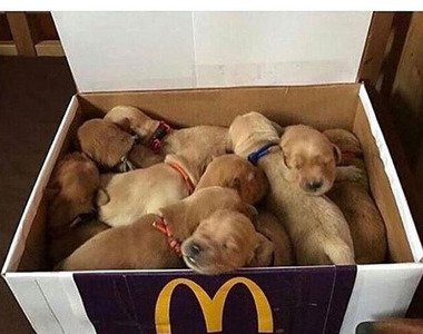 《小狗的奇行與主人的OS》我家的狗果真是外星汪吧？