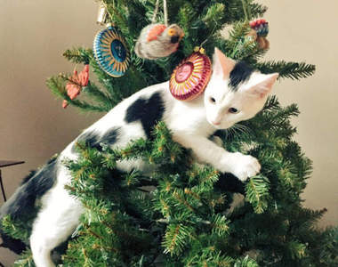 《喵星人大戰聖誕樹》難道貓咪與聖誕節只能夠擇其一嗎...