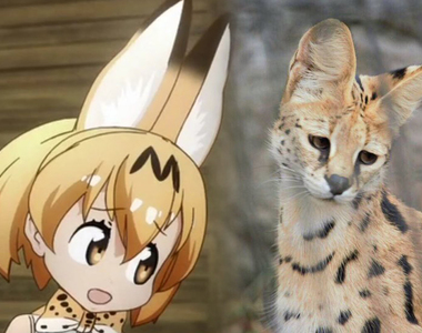 《意外爆紅的動物寫真集》藪貓和飼育員大哥都是粉絲心目中的神……