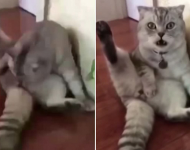 《貓咪發現自己被結紮》震驚的表情讓人很想拍拍他（偷笑）