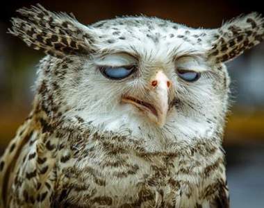 全員忍笑中《超精彩動物ㄎㄧㄤ掉瞬間》要天時地利人和才能完成的蠢照ww