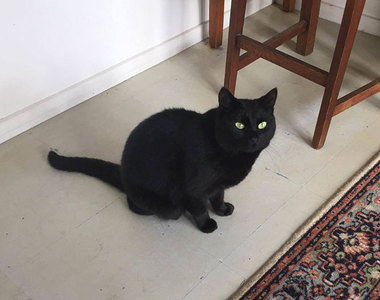 《綁架鄰居貓咪還灌人家藥？！》＂綁匪＂表示我真的不是故意的......