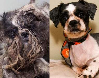 感動《毛小孩救援前後的差別》就是這樣的改變讓我們明白什麼是愛(鼻酸)