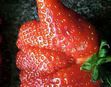 《長相特異的水果》已經是臉書的形狀了（？）