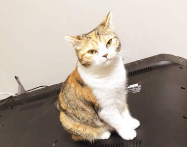 《貓的犯罪現場》弄壞電視也毫無悔意的貓咪（無表情）