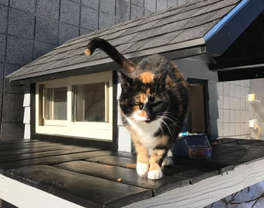 《造訪警局的貓》因為太常來玩所以乾脆幫他蓋了個新家(笑)