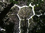 超奇特《樹與樹之間的禮讓》大自然現象「樹冠羞避」 超奇特《樹與樹之間的禮讓》大自然現象「樹冠羞避」