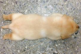 《台灣警犬隊生力軍專屬IG》賣萌賣成這樣可恥啊(抱緊) 《台灣警犬隊生力軍專屬IG》賣萌賣成這樣可恥啊(抱緊)