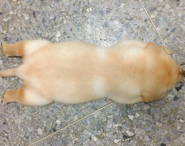 《台灣警犬隊生力軍專屬IG》賣萌賣成這樣可恥啊(抱緊)