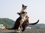 動感飛躍《JoJo貓》原來你們也是替身使者啊 動感飛躍《JoJo貓》原來你們也是替身使者啊