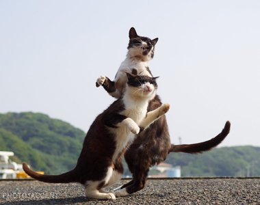 動感飛躍《JoJo貓》原來你們也是替身使者啊