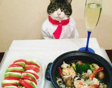 《貓咪大廚》雖然料理看起來很好吃...但注意力完全被大廚吸走了（笑）