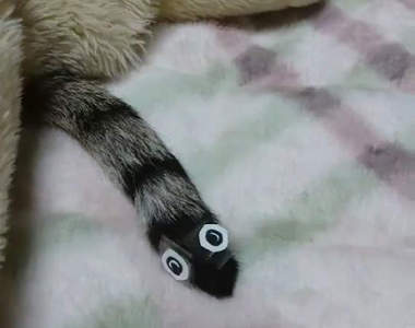 《貓尾上出現的異生物》擺動不停的可愛模樣要是大流行就更棒惹♥