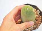 猥褻仙人掌《成程柱》又名為〝男性之光〞的多肉植物 猥褻仙人掌《成程柱》又名為〝男性之光〞的多肉植物