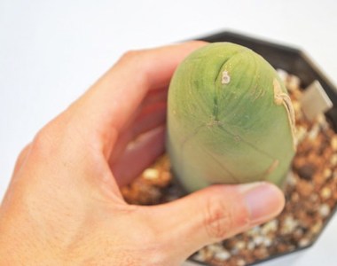猥褻仙人掌《成程柱》又名為〝男性之光〞的多肉植物