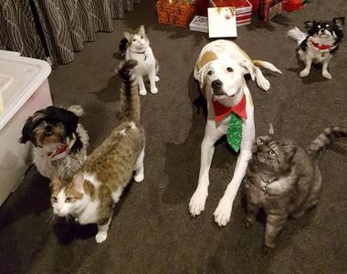 《Trusted Housesitters》讓你照顧別人家的貓咪狗狗兼旅行