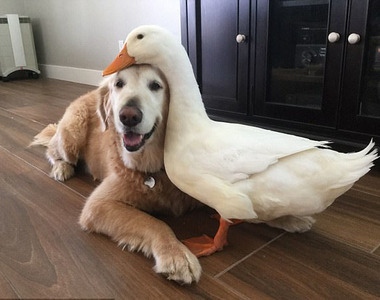 《四隻腳跟兩隻腳的超級麻吉》從偷吃中建立起跨種族情誼