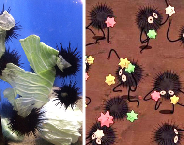 《吃高麗菜的海膽》根本是真實版宮崎駿動畫的小煤炭