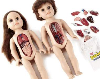 《教育級內臟娃娃》拆拆裝裝認識人體器官從小開始