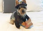 《UPS送貨員與狗狗相遇》幸好不是惡犬不然就沒有照片了... 《UPS送貨員與狗狗相遇》幸好不是惡犬不然就沒有照片了...