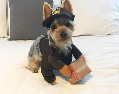 《UPS送貨員與狗狗相遇》幸好不是惡犬不然就沒有照片了...