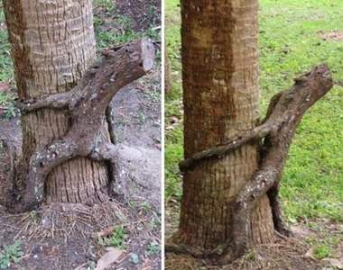 一秒變網紅《可以成為打卡聖地的樹》比格魯特還有魅力的樹在這啦w