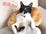 《廢柴人生的精選商品》喵的勒牛角麵包怎麼可以這麼舒服ω 《廢柴人生的精選商品》喵的勒牛角麵包怎麼可以這麼舒服ω