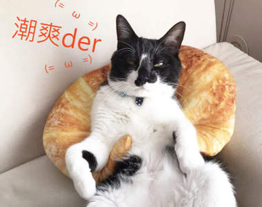 《廢柴人生的精選商品》喵的勒牛角麵包怎麼可以這麼舒服ω