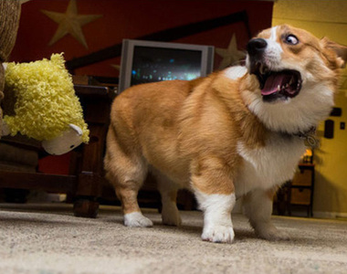 《狗狗什麼都會怕》你們表情也太生動了吧？